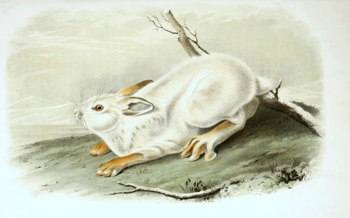Arctic hare