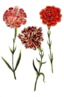 Caryophyllus hortensis