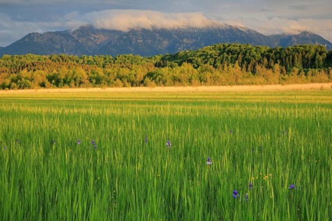 Siberian iris