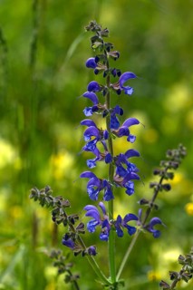 Meadow sage