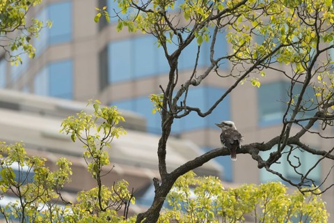 Laughing kookaburra