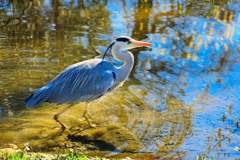Grey heron