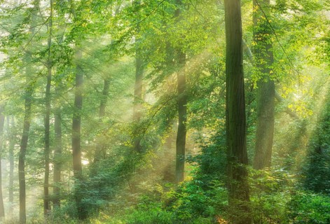Sonniger Laubwald aus Eichen und Buchen