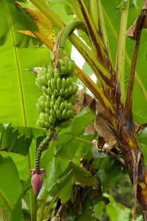 Bananenstaude