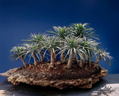 Bonsai