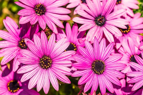 African Daisy Colour Mix