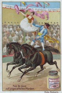 Series Horse Dressage in the Circus