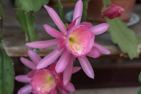 Flowers of a nopalxochitl