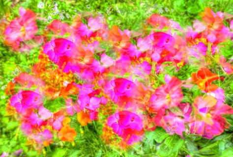 Flowers creative