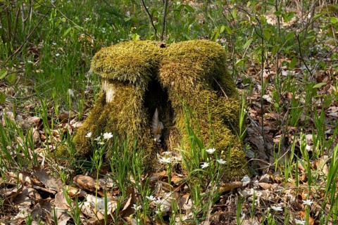 Tree stump with moss