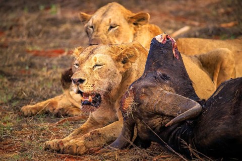 Lion