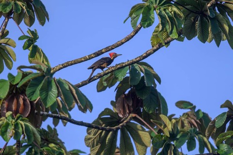 Lineated woodpecker