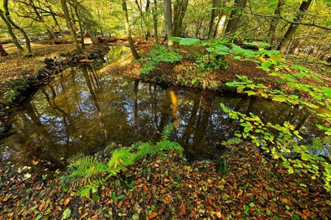 Rotbach in the autumnal Hiesfeld Forest