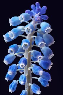 Bluete einer Armenischen Traubenhyazinthe