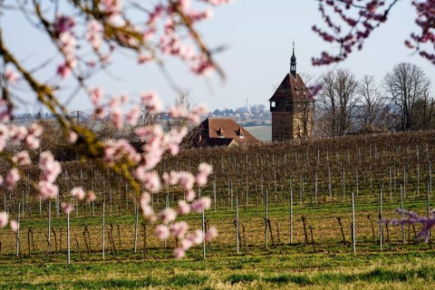 Bluehende Mandelbaeume am Geilweilerhof