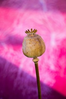 Single Dried poppy head seen in view