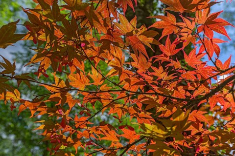 Glowing leaves of the smooth japanese maple