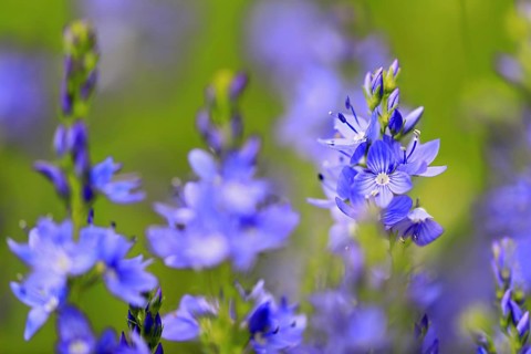 Speedwell