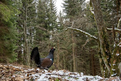 Western capercaillie