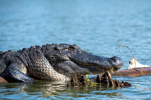 American alligator