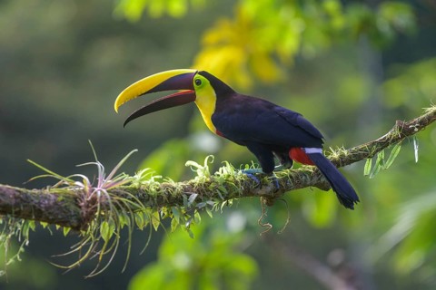 Swainson's toucan