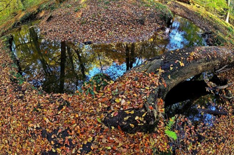 Curvy Rotbach in the autumnal Hiesfeld Forest