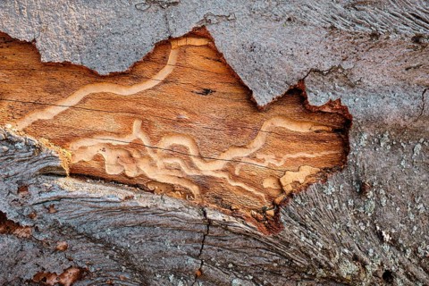 Tree trunk