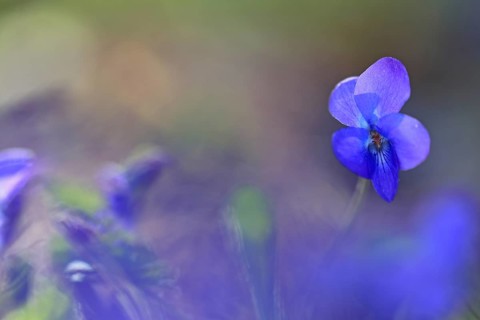 Wood violet