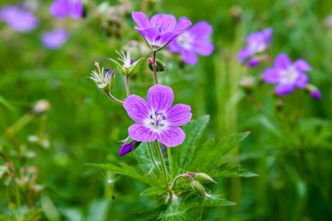 Wood cranesbill