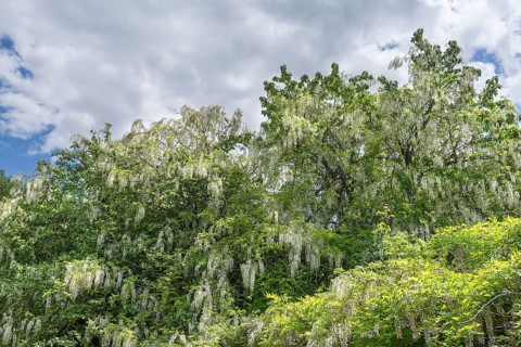 Flowering white wisteria