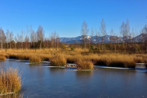 Frozen moor pond with common club-rush