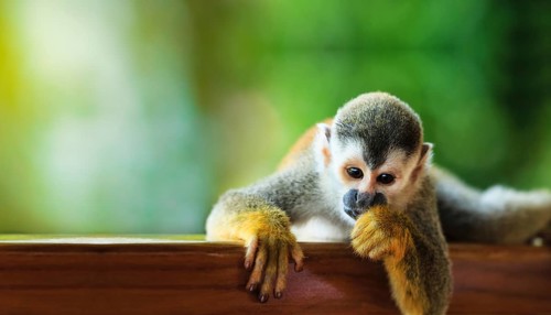 Squirrel monkey looking straight ahead