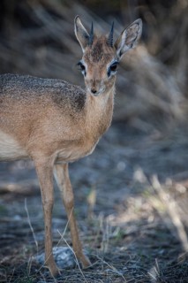 Kirk dikdik or kirk's dik-dik