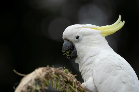 Sulphur-crested cockatoo