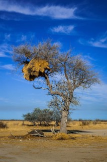 Tree with nest of Social weaver