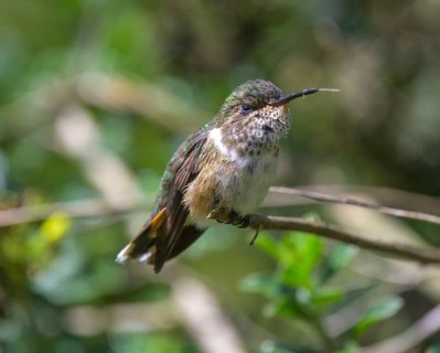 Scintillant hummingbird