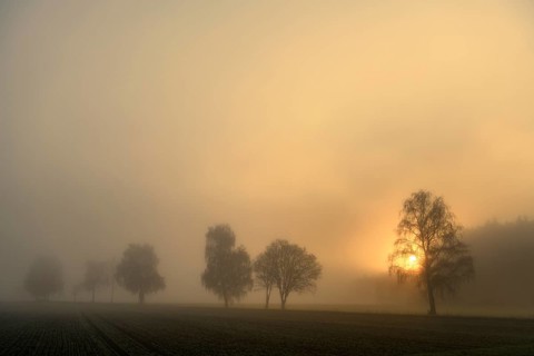 Baumreihe im Nebel bei Sonnenaufgang