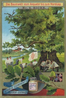 Series The Tree World from the Equator to the North Cape