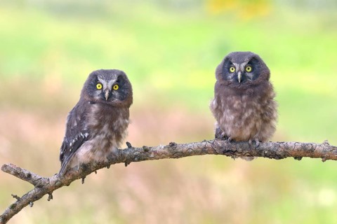 Tengmalm's Owl