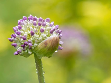 Raindrops on ornamental leek