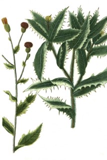 Carduus avenaceus