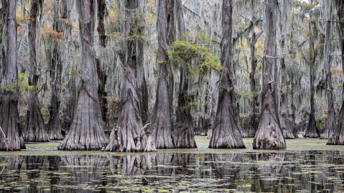 Bald cypresses