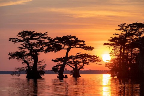Bald cypresses