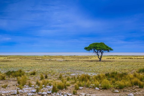 Tree at the edge of the salt pan