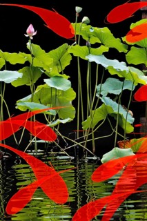 Photomontage
