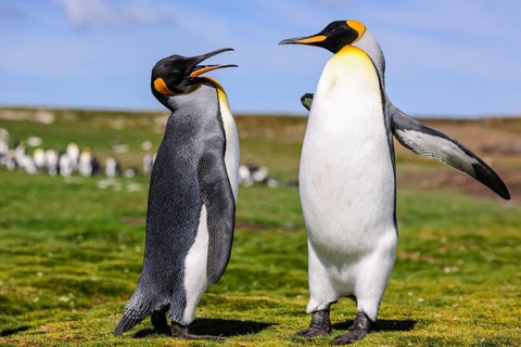 Koenigspinguine
