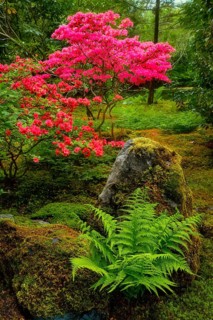 Fern and tree with colorful red leaves in Japanese garden