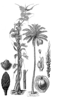 Palm trees