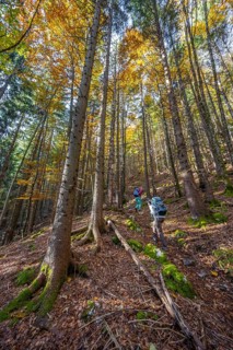 Hikers in a mixed forest in autumn