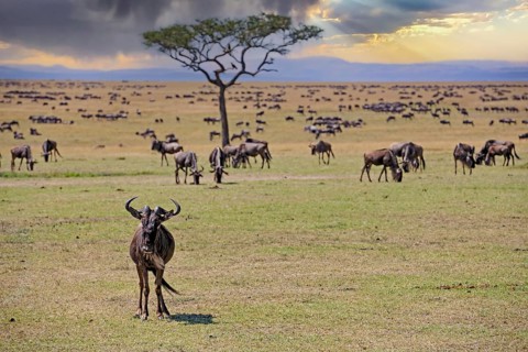 Herd of blue wildebeest